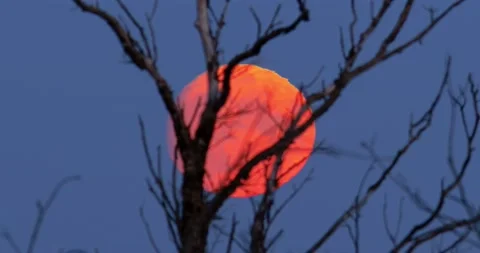 Full moon rising in the sky. Red moon. Stock Footage 235807141