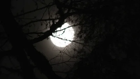 Full Moon Rising Through Bare Branches Stock Footage 70968238