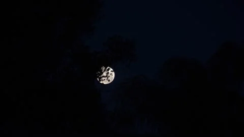 Full moon rising through silhouetted trees in New Zealand Stock Footage 332307648