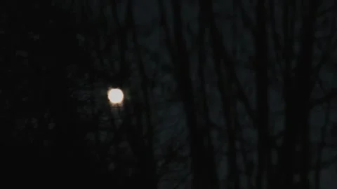 Full moon. Round moon visible through black tree branches. Stock Footage 300168678