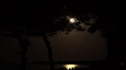 Full Moon Sea Reflection Between Trees 4K Stock Footage 67397314