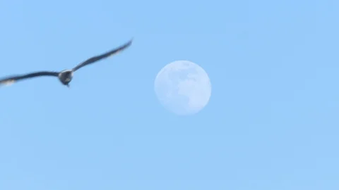 Full moon - a seagull flies in slow motion in the sky Stock Footage 106629833