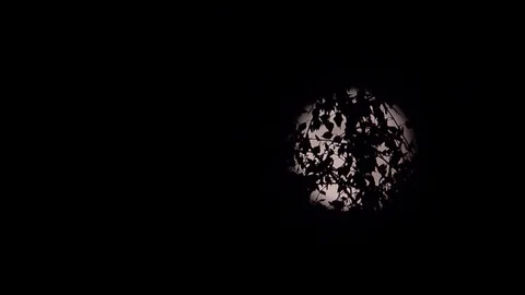 Full moon seen through the branches of a tree with few leaves Stock Footage 95755053