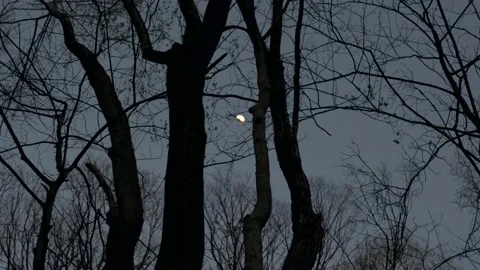 A full moon seen through the branches of trees Stock Footage 236852856