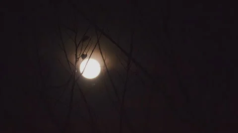 Full moon shines through tree twigs, time lapse Stock Footage 58602847