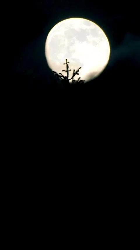 Full moon shining behind silhouette of pine tree branches Video stock 331935767