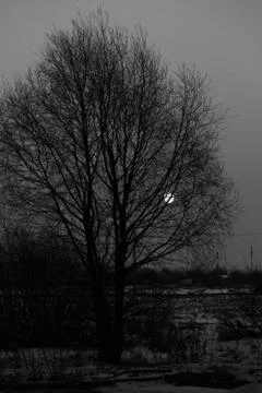 Full moon shining through branches of tree. Stock Photos