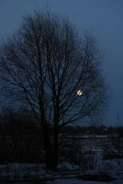 Full moon shining through branches of tree. Stock Photos