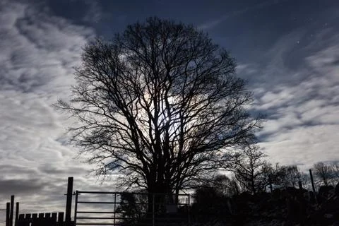 Full moon shining through clouds and branches Фото