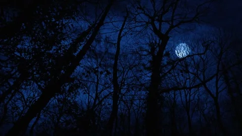 Full moon shining through dark bare tree branches at night Stock Footage 341735696