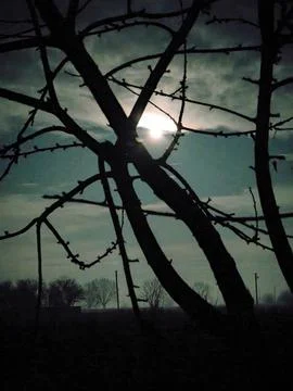 Full Moon Shining Through Dark Bare Tree Branches at Night Stock Photos