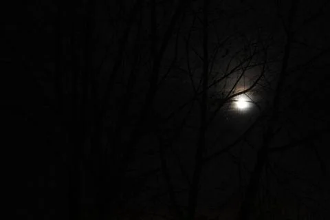 Full moon shining through dark tree branches at night sky Stock Photos