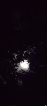 Full moon shining through the forest trees Stock Photos