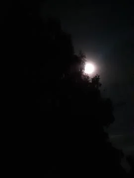 Full Moon Shining Through Tree Branches at Night The lunar disk illuminates. Stock Photos