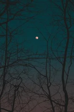 Full moon in the sky between tree branches during sunset Stock Photos