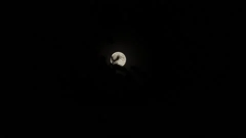 Full moon slowly rising behind some olive leaves in black night Stock Footage