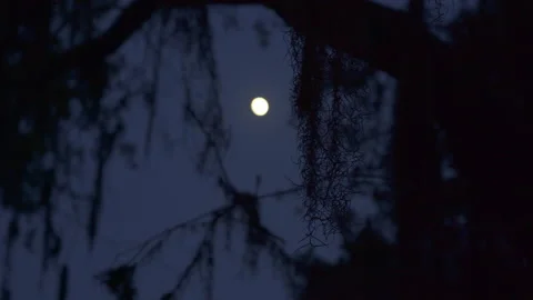 Full Moon With Spanish Moss in Deep South Swamp Stock Footage 220750326