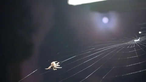 Full moon spider spinning web at night Stock Footage 129916951