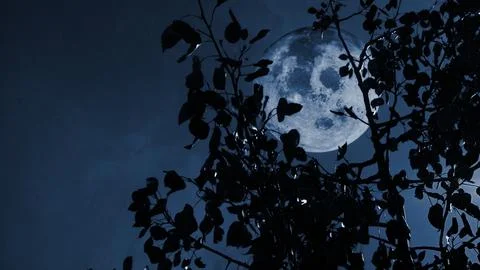 Full Moon through Aspen Tree in the Breeze Desaturated Blue Stock Photos
