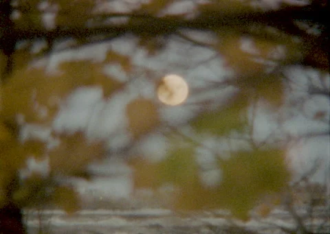 Full moon through autumn leaves super 8 film Stock Footage 339631831