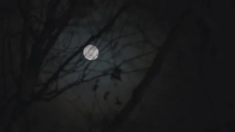 Full moon through the bare branches of trees in the forest, moonlight at night. Stock Footage 259197970