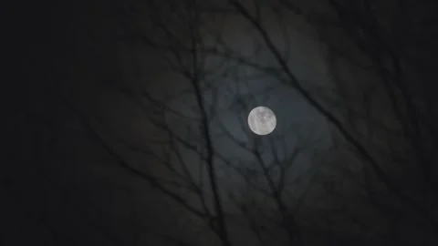 Full moon through the bare branches of trees in the forest, moonlight at night. Stock Footage 259197996