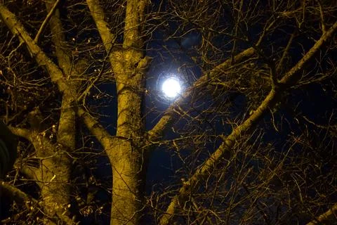 Full moon through bare tree branches Stock Photos