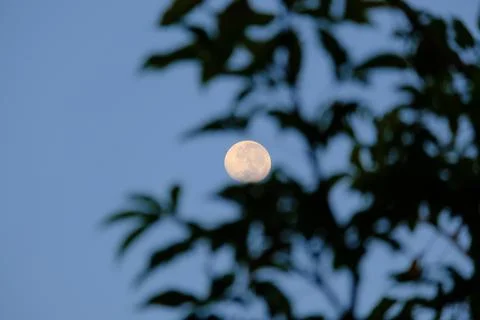 Full Moon Through Blurred Tree Leaves Twilight Sky Stock Photos