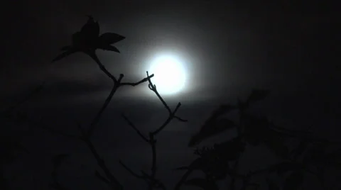 Full moon through branches Stock Footage 30569624