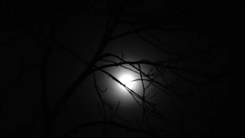 Full Moon through branches Stock Footage 105984283