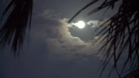 Full moon through the clouds framed by palm leaves. Video contains noises. Vídeo Stock 159644368