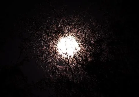 The Full Moon Through Dead Branches Stock Photos