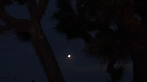 Full Moon through Joshua Tree's Stock Footage 289875041