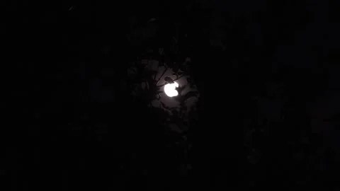 Full Moon Through the Leaves in the Night Sky Stock Footage 306617705