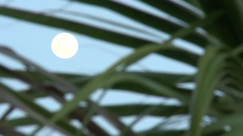 Full moon through the palm leaves. Stock Footage 160594232