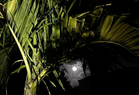 Full Moon Through Palm Tree Stock Photos