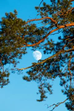 Full moon through pine branches Stock Photos