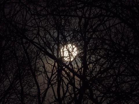 Full Moon Through Silhouetted Trees Stock Photos