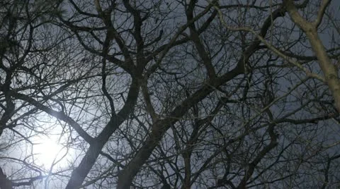 Full Moon Through Tree Branches Stock Footage 20543966