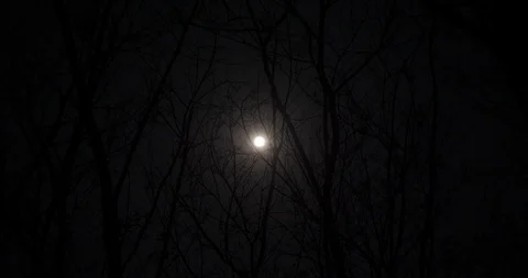 Full Moon through Tree Branches 2, Rubber, Without leaves, 4K Stock Footage 122589858