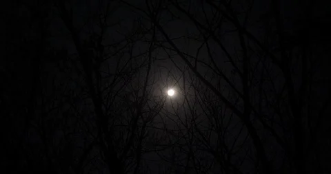Full Moon through Tree Branches, Rubber, Without Leaves, 4K Stock Footage 122589885