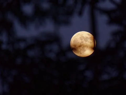 Full moon through tree branches Stock Photos