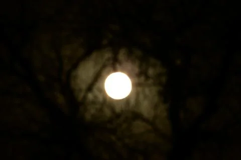 Full moon through Tree Dark Background Stock Photos
