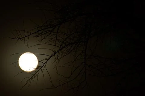 Full moon through Tree Dark Background 스톡 사진