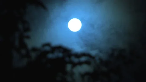 Full Moon through the tree tops. Video stock 44793345