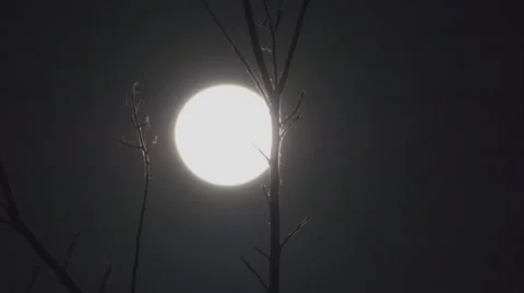 Full moon through tree twigs, time lapse Stock Footage 58605919