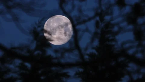 Full Moon through Trees 스톡 동영상 231726581