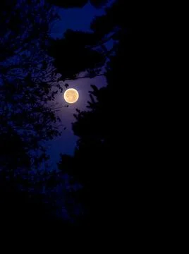 Full Moon Through Trees at Night Stock Photos
