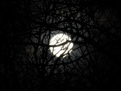 Full Moon Through Trees Stock Photos