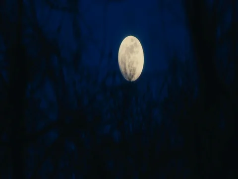 Full moon through trees slow motion shot on RED EPIC Video stock 84917295